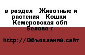  в раздел : Животные и растения » Кошки . Кемеровская обл.,Белово г.